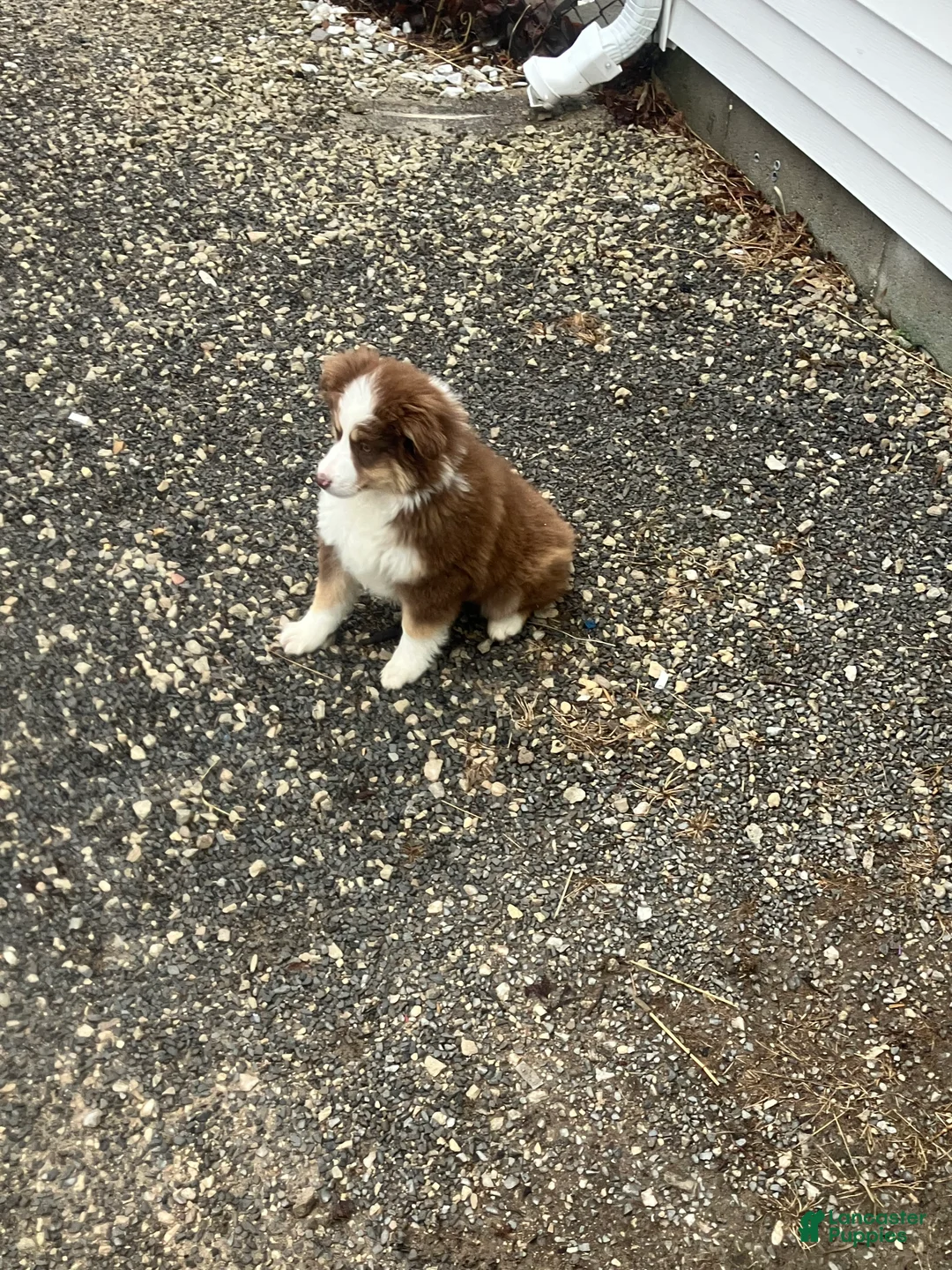 Miniature Australian Shepherd dogs for sale: Ronald - Ad 4