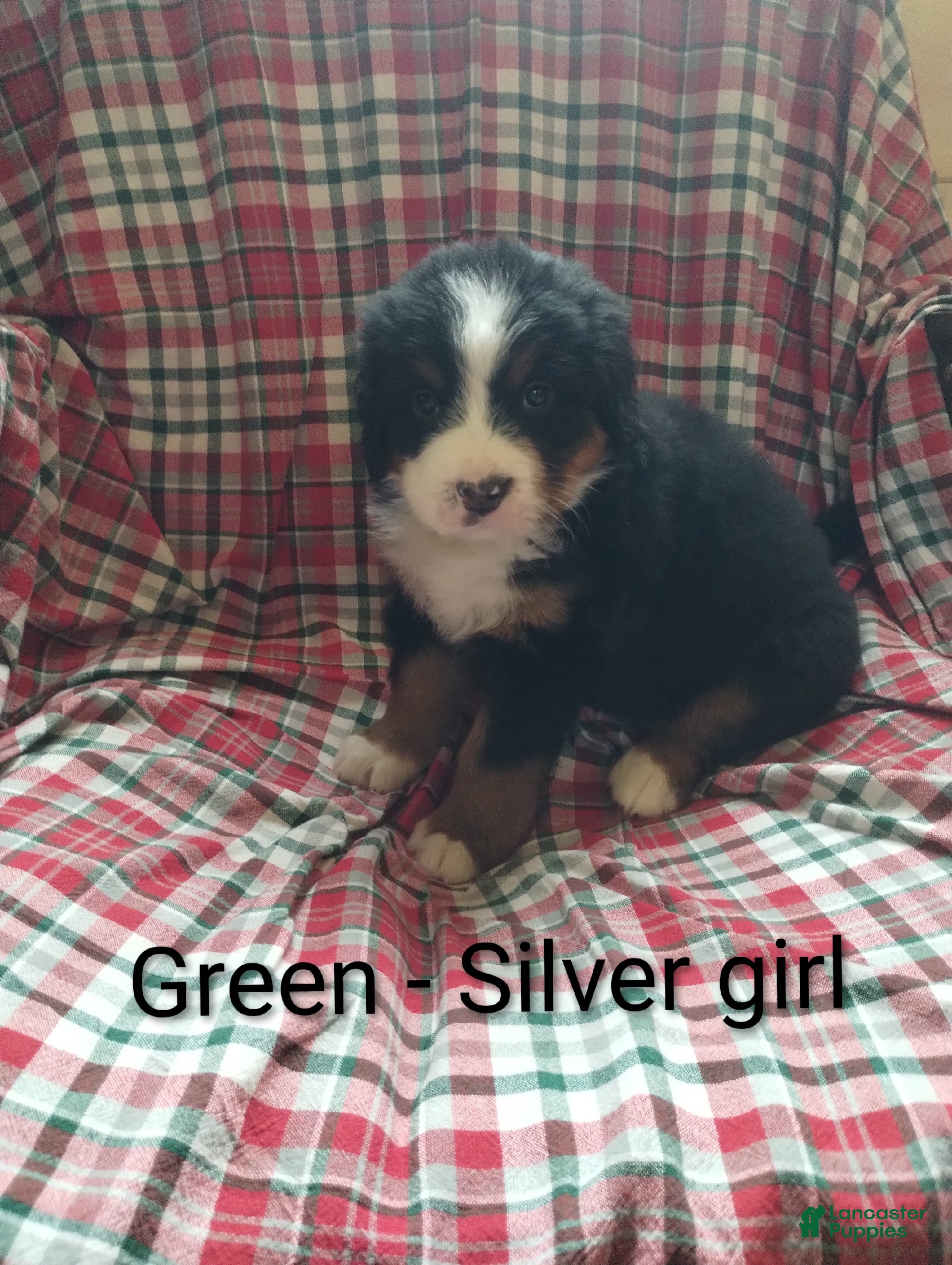 Bernese Mountain Dog dogs Bernese Mountain Dog 1 - Ad 22