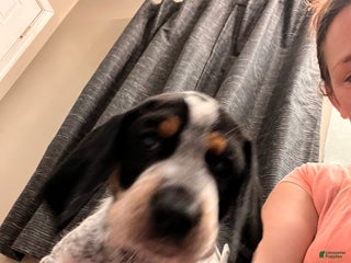 Coonhound dogs - Ad 3