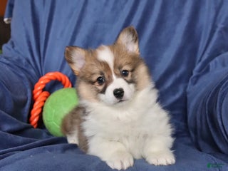 Welsh Corgi Pembroke dogs - Ad 16