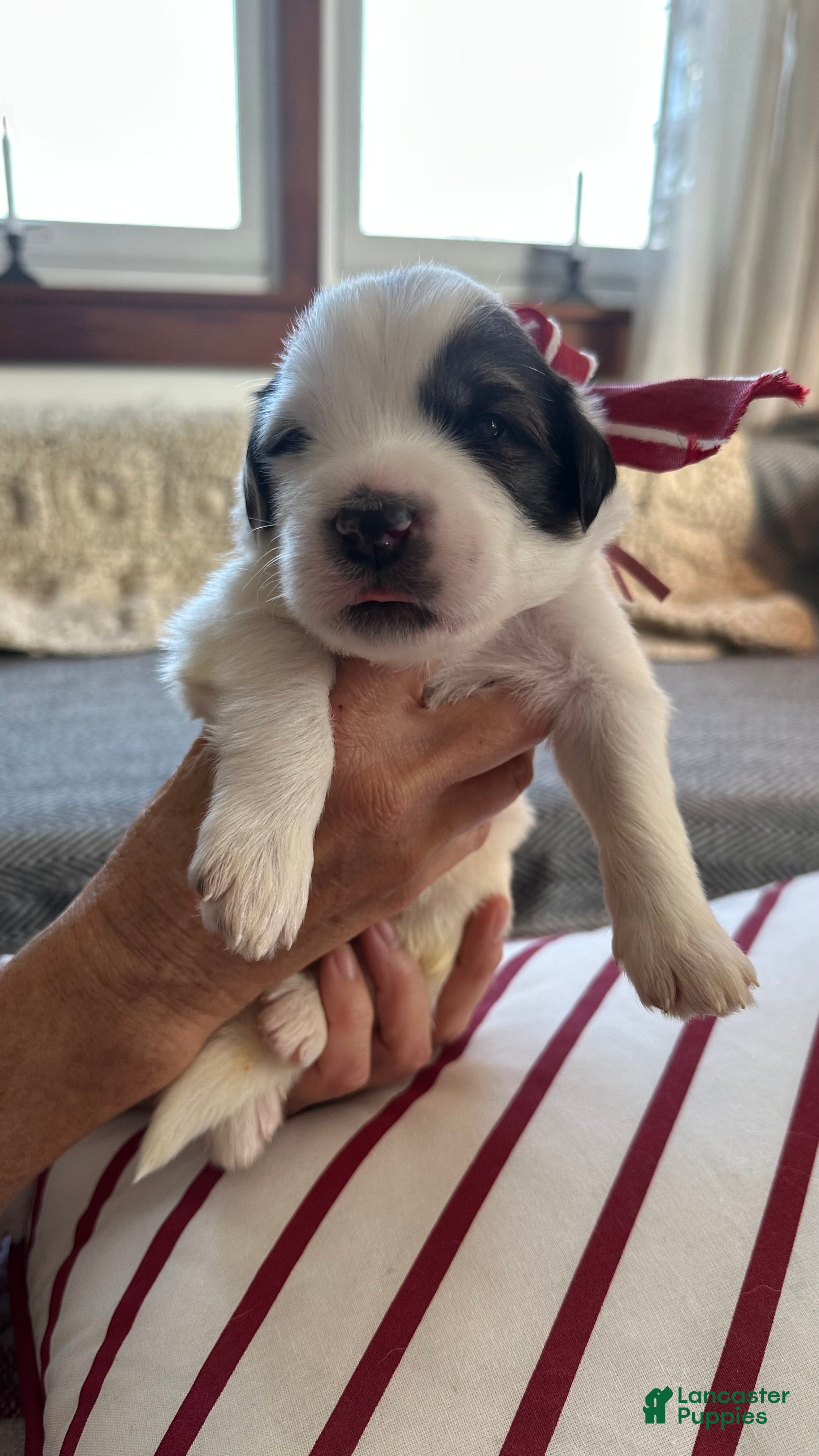 Great Pyrenees dogs Mauve - Ad 14