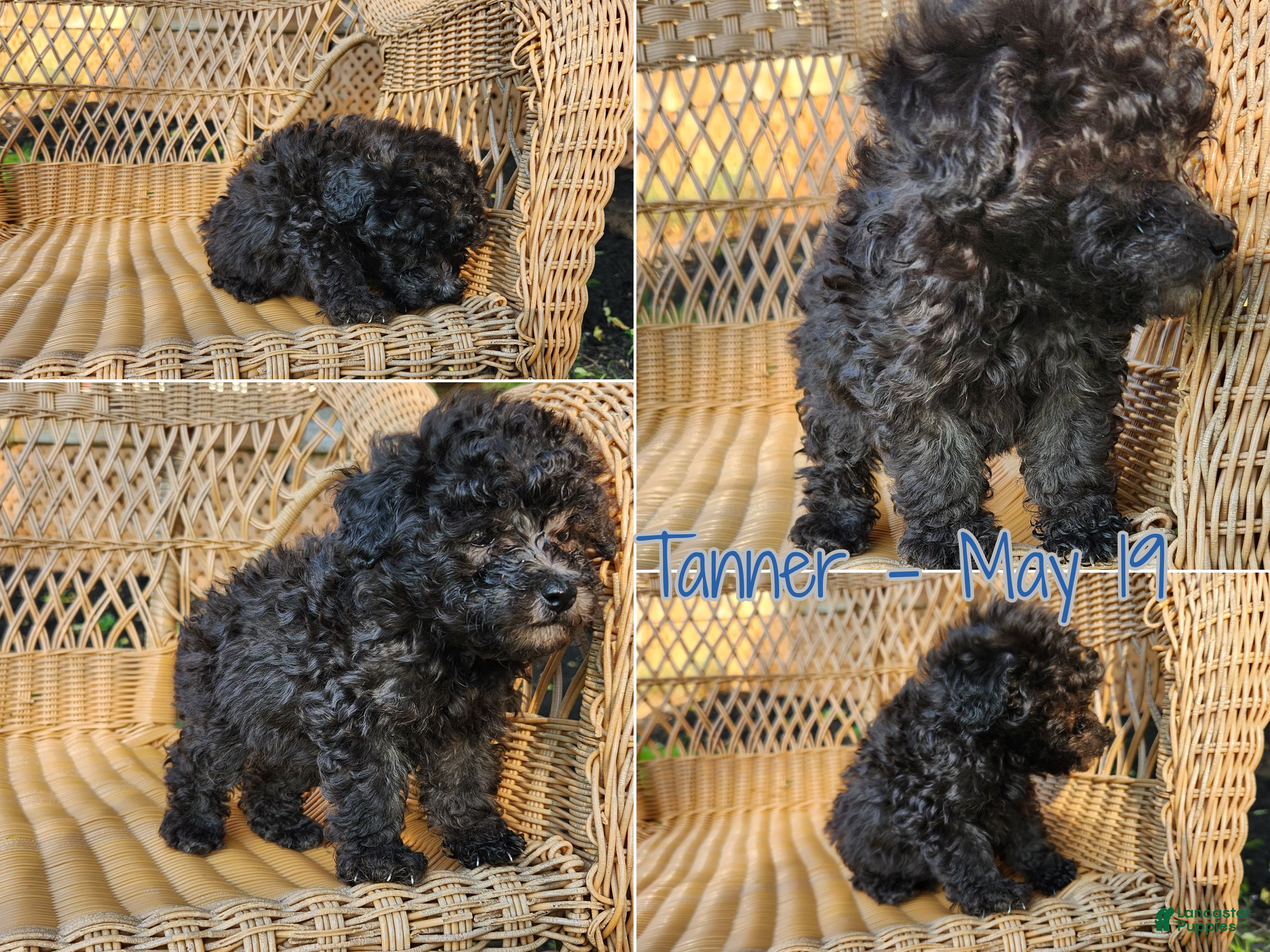 Toy Poodle dogs Tanner - Ad 6