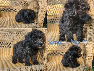 Toy Poodle dogs Tanner - Ad 6