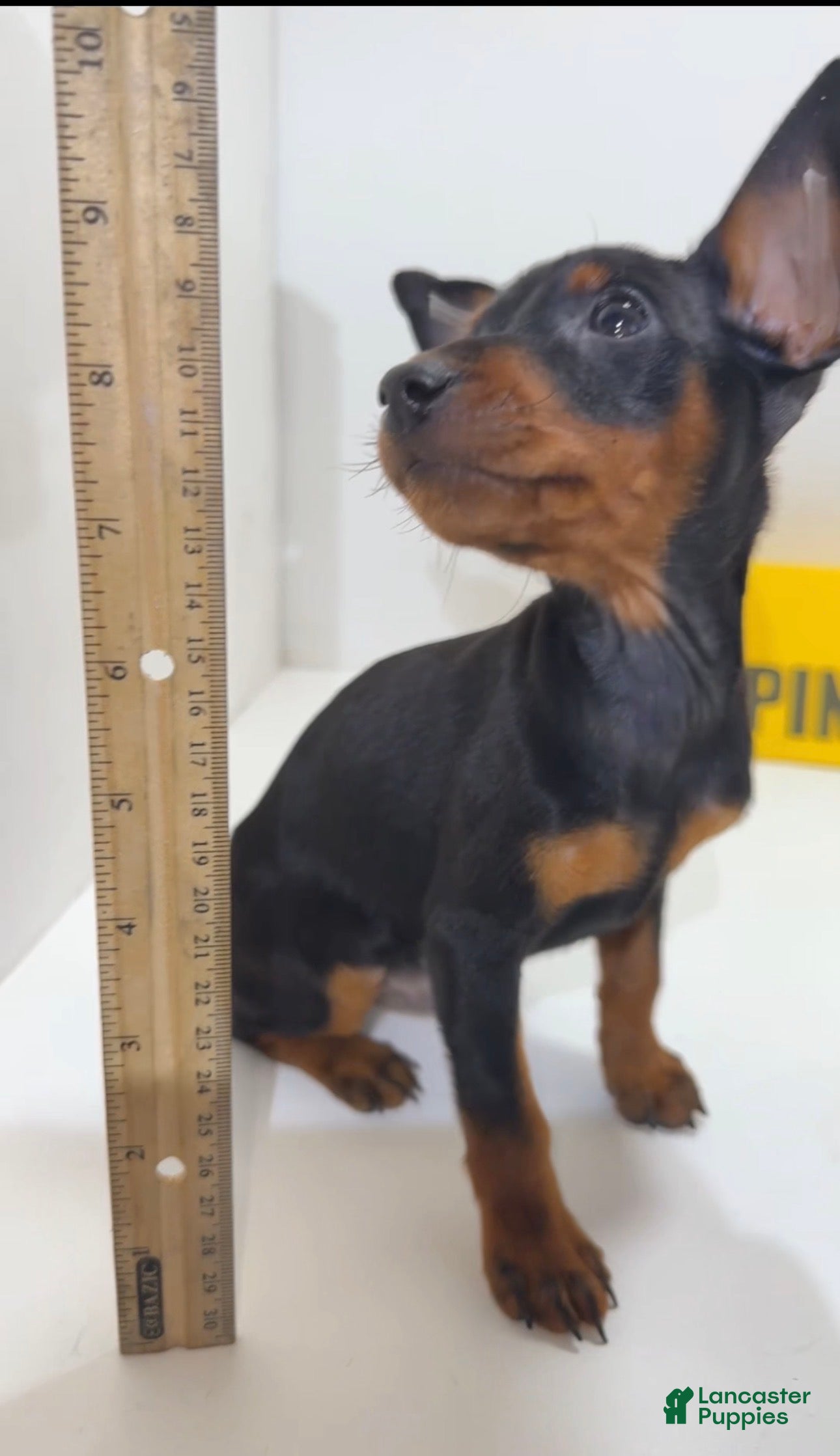 Miniature Pinscher dogs Draco - Ad 2