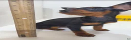 Miniature Pinscher dogs for sale: Draco - Ad 2