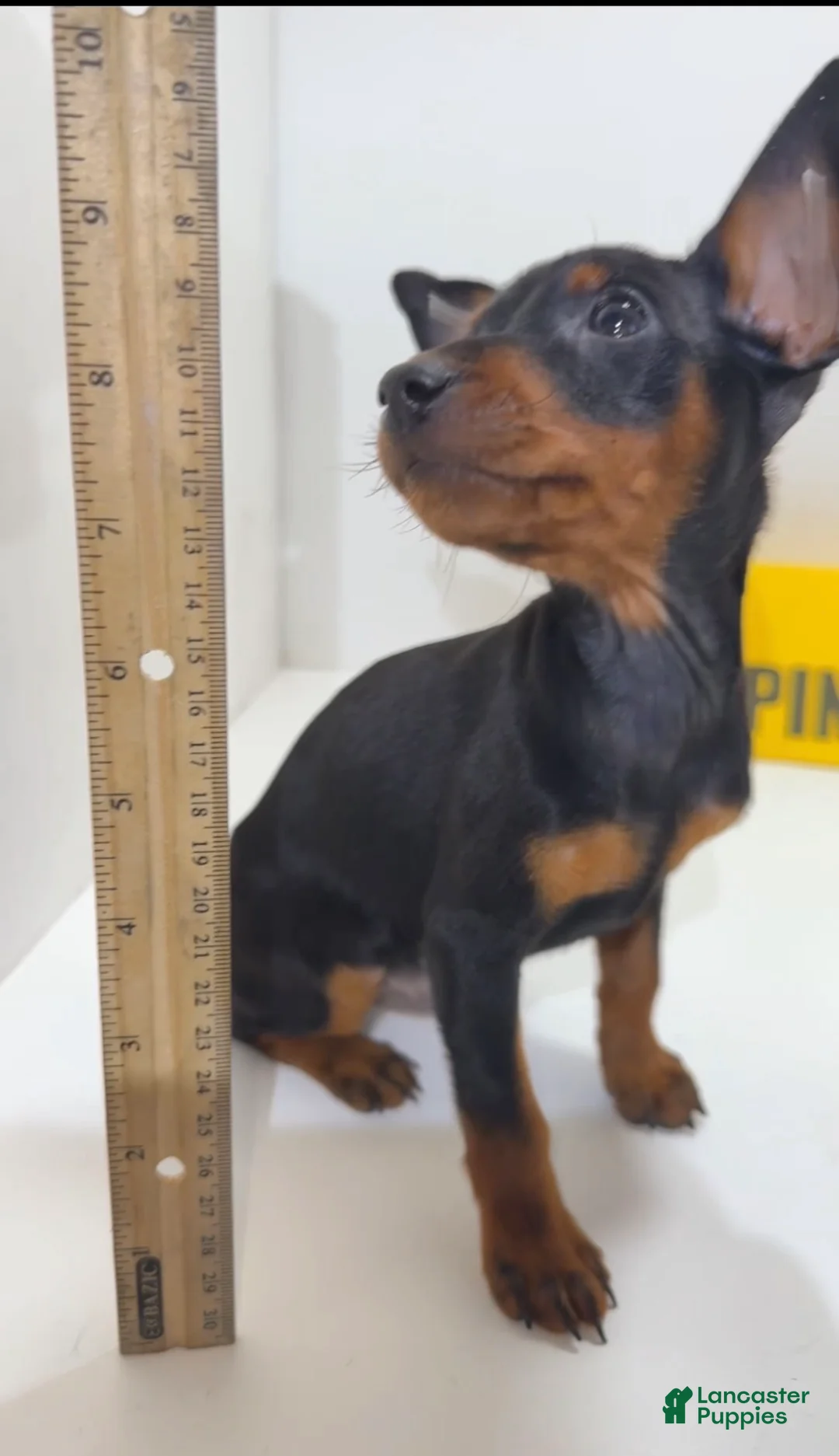 Miniature Pinscher dogs for sale: Draco - Ad 2