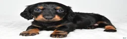 Miniature Dachshund dogs for sale: Cassidy - Ad 11