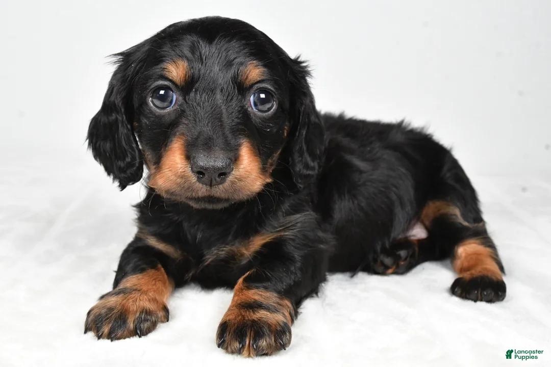 Miniature Dachshund dogs for sale: Cassidy - Ad 11