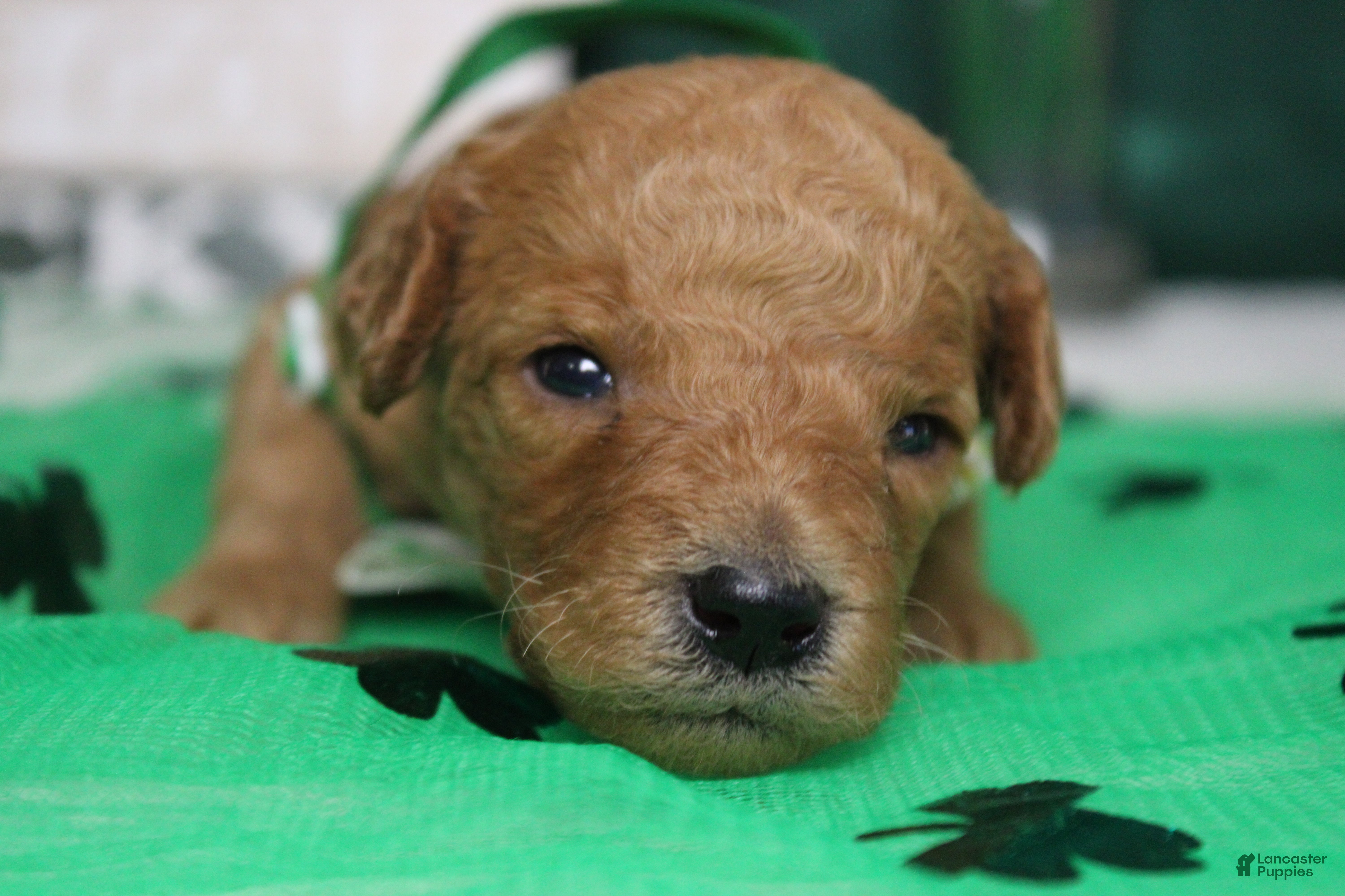 Goldendoodle dogs Crush  - Ad 29