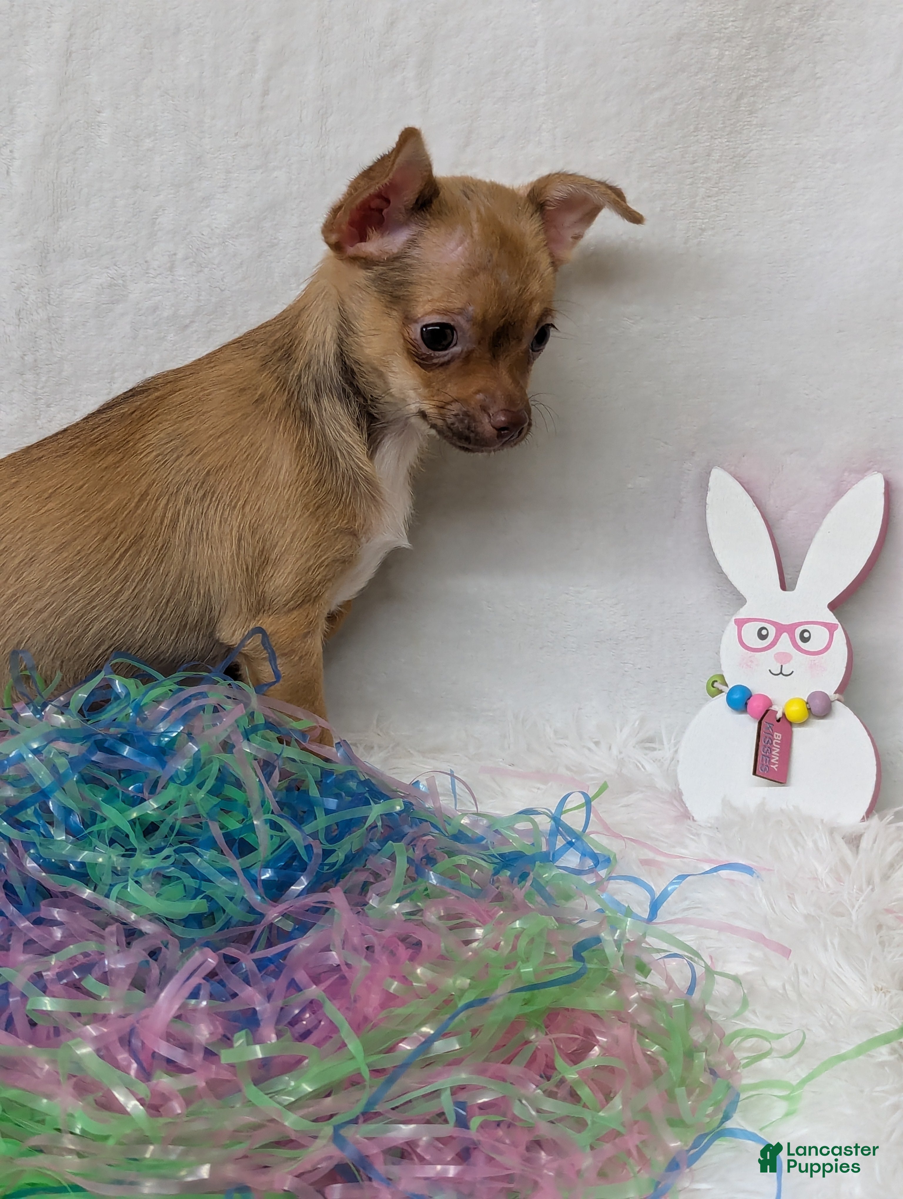 Chihuahua dogs Chihuahua Puppy 3 - Ad 40