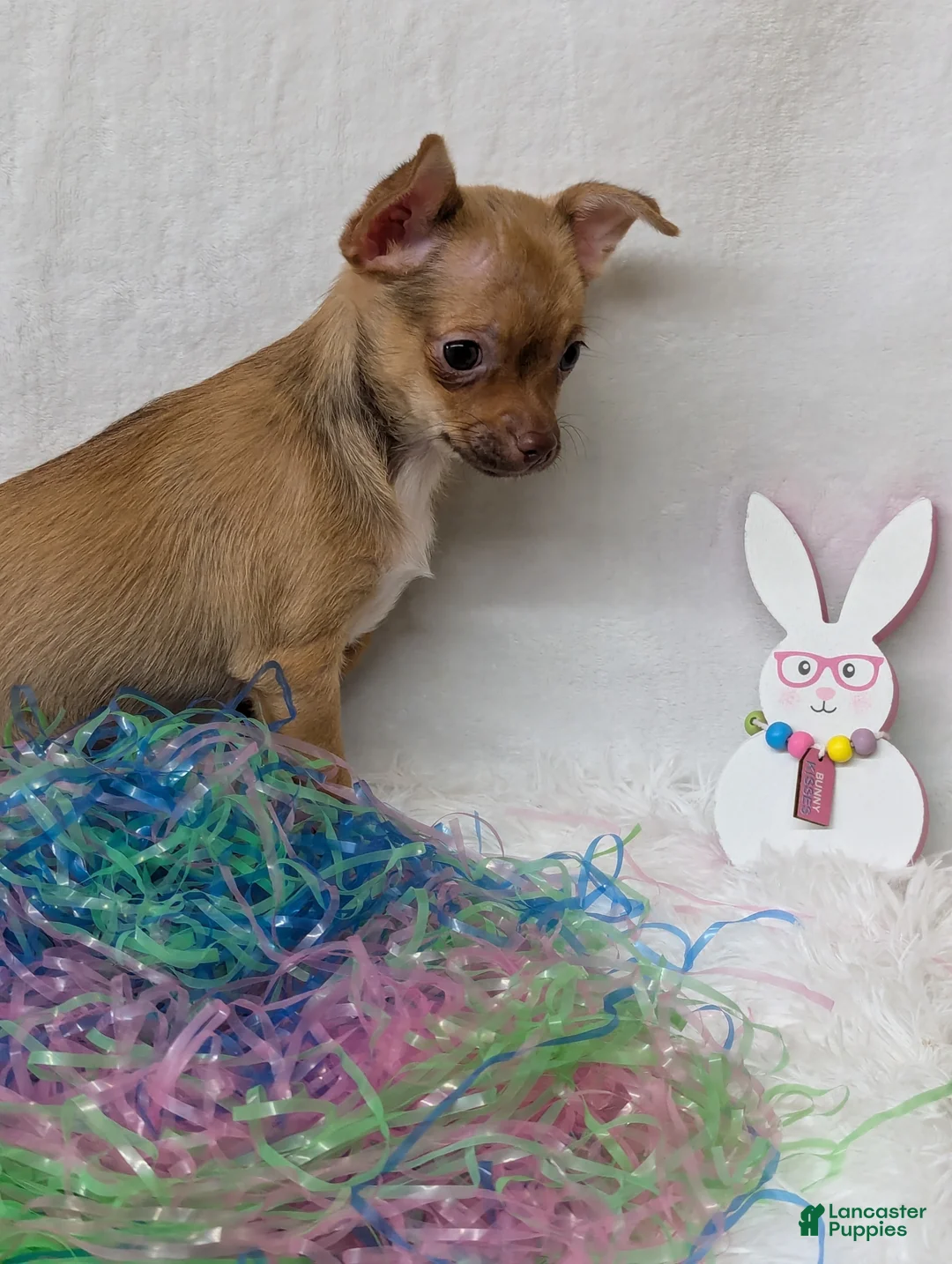 Chihuahua dogs for sale: Chihuahua Puppy 3 - Ad 1
