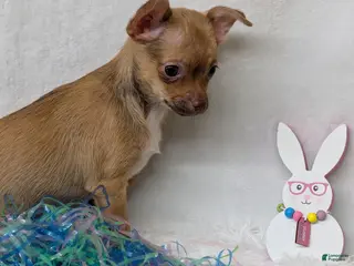 Chihuahua dogs Chihuahua Puppy 3 - Ad 41