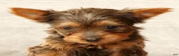 Yorkshire Terrier dogs for sale: Honey - Ad 9