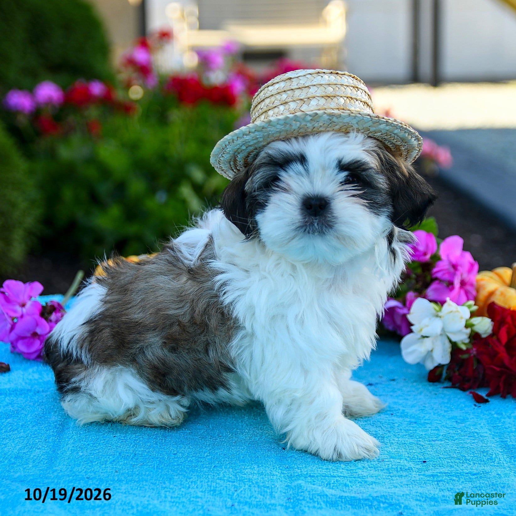 Shih Tzu dogs Archie - Ad 1