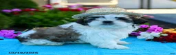 Shih Tzu dogs for sale: Archie - Ad 1