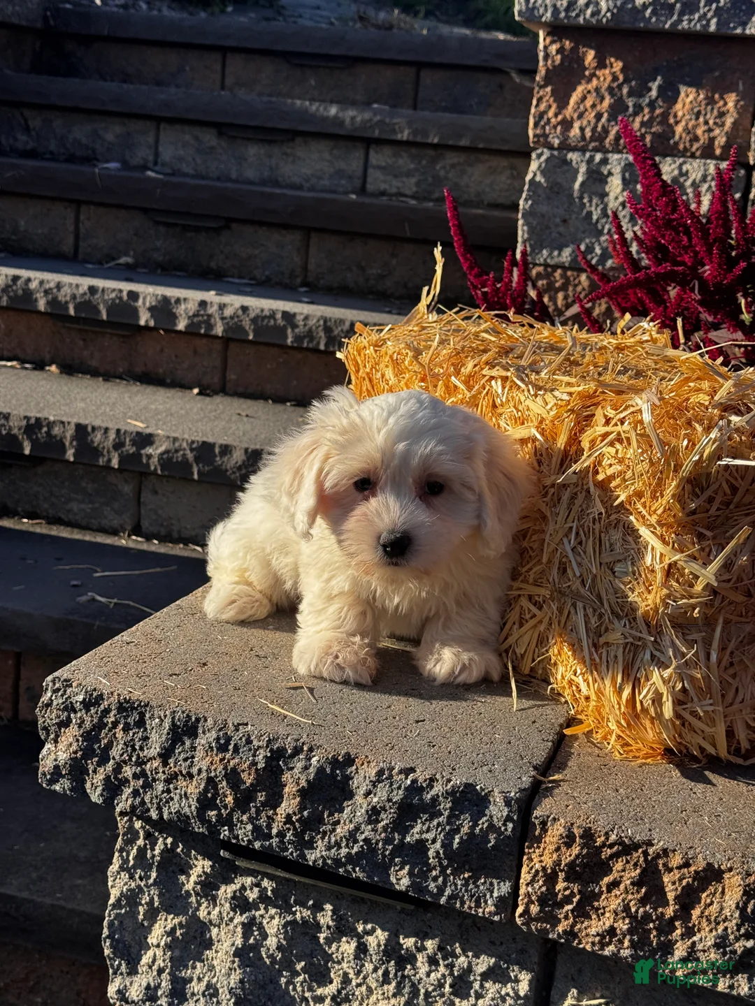 Coton De Tulear dogs for sale: Clyde  - Ad 1