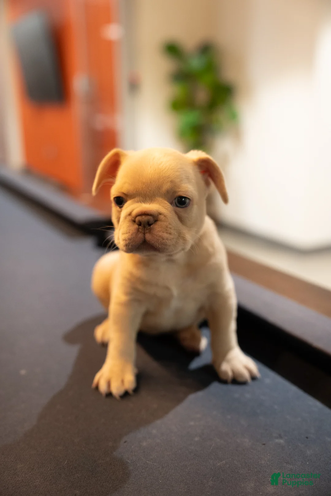 French Bulldog dogs for sale: Blu - Ad 3