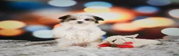 Morkie dogs for sale: Willow - Ad 5