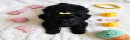 Yorkiepoo dogs for sale: Yorkiepoo female 3 months old puppy 💛 - Ad 2