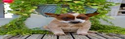 Australian Cattle Dog dogs for sale: Ashley - Ad 1