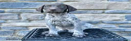 German Shorthaired Pointer dogs for sale: Jade - Ad 4