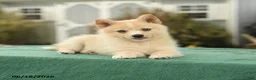 Pomsky dogs for sale: Kloey - Ad 3