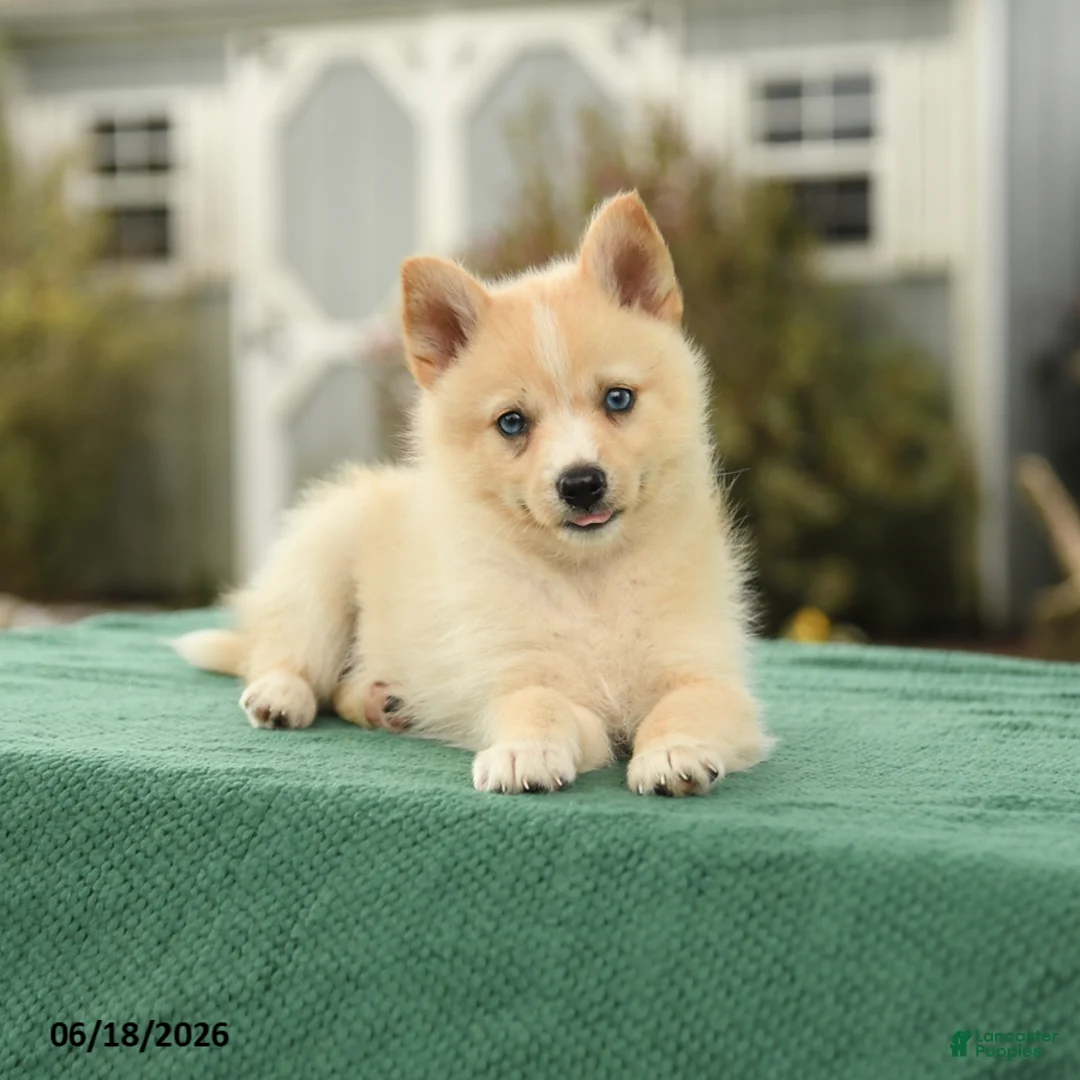 Pomsky dogs for sale: Kloey - Ad 3