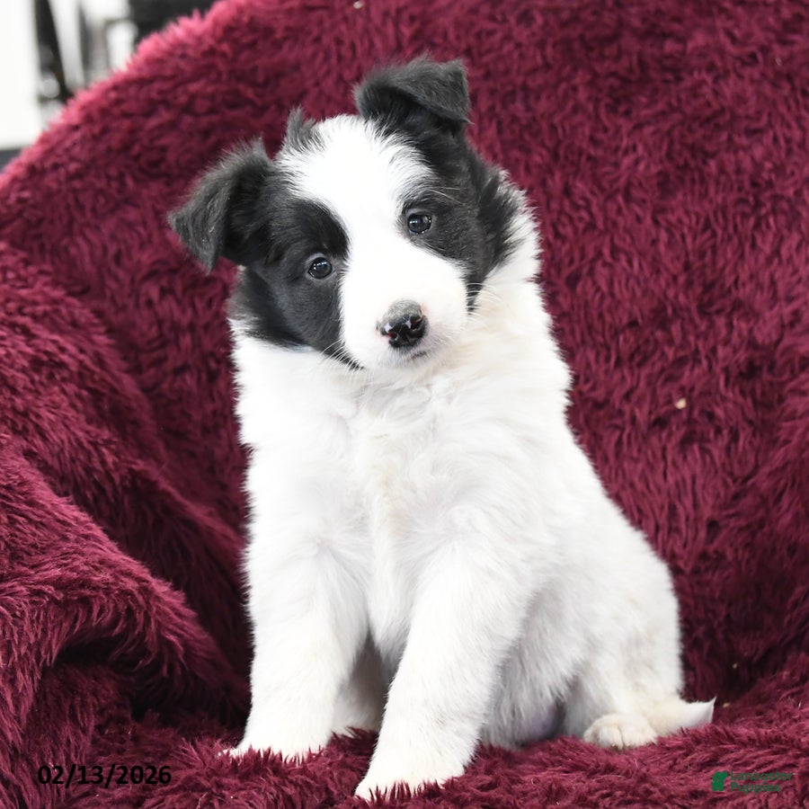 Border Collie dogs Bianca - Ad 34