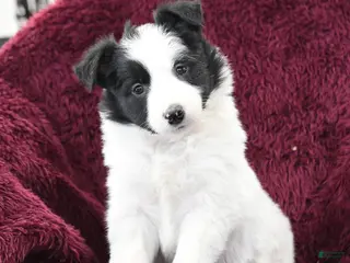 Border Collie dogs Bianca - Ad 34