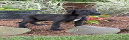 Great Dane dogs for sale: Pam Great Dane  - Ad 16