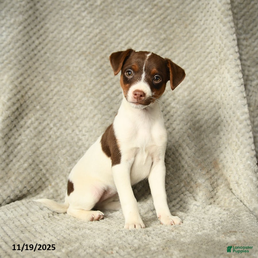 Jack Russell Terrier dogs Gypsy - Ad 34