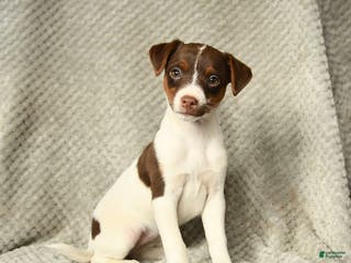Jack Russell Terrier dogs Gypsy - Ad 35