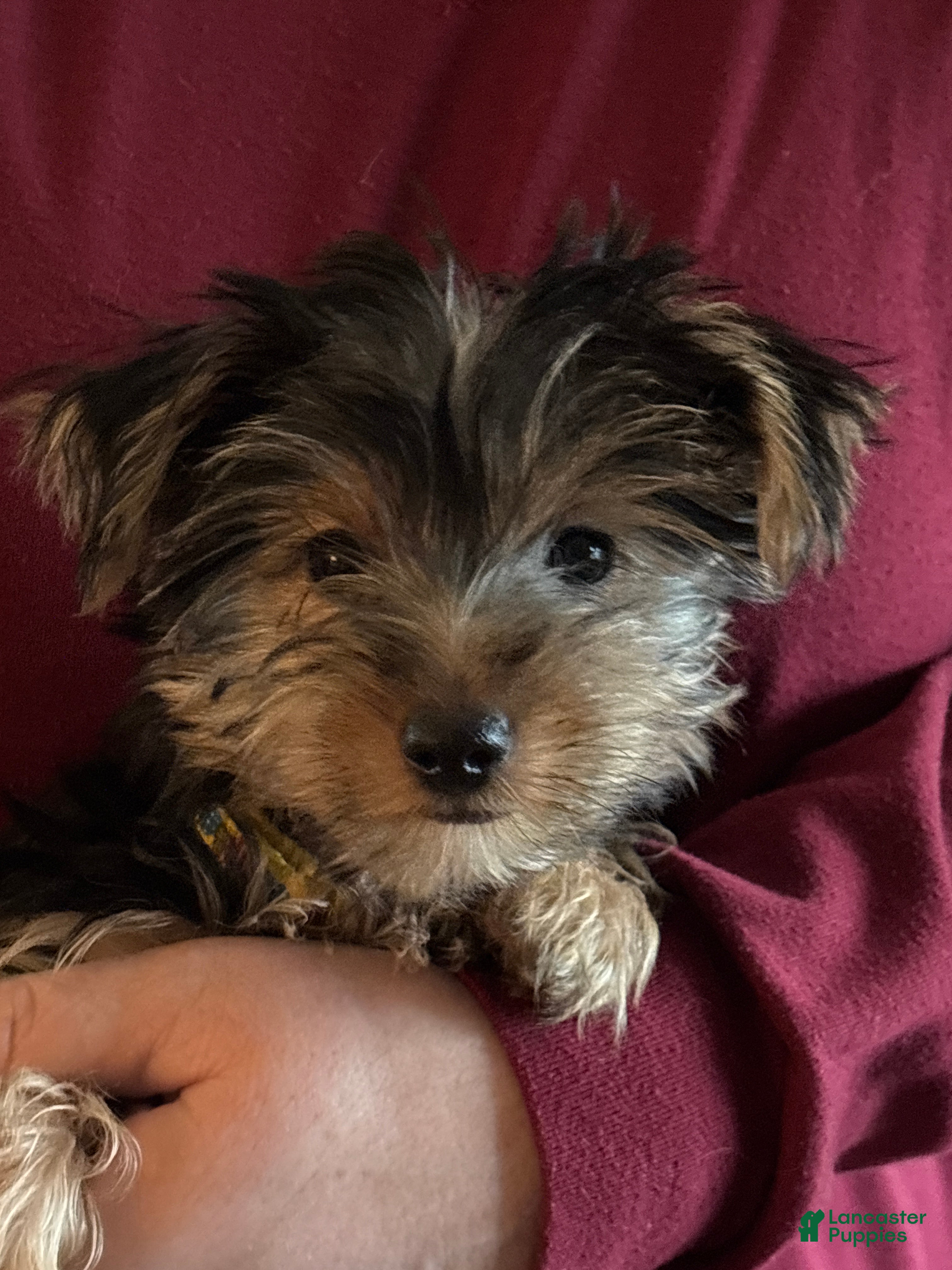 Yorkshire Terrier dogs Yorkshire Terrier yellow - Ad 1