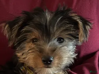 Yorkshire Terrier dogs for sale: Yorkshire Terrier yellow - Ad 3