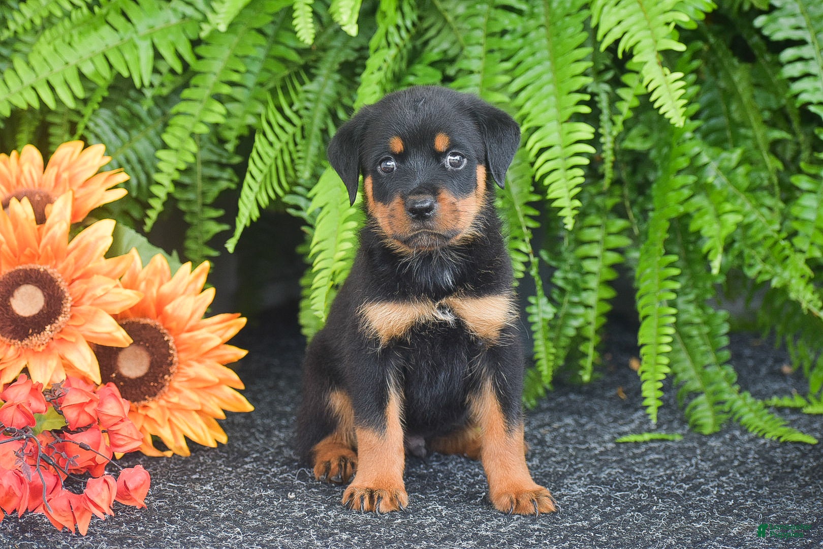 Rottweiler dogs Waffles - Ad 1