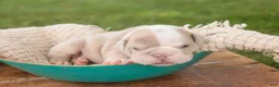 English Bulldog dogs for sale: Ted English Bulldog  - Ad 4