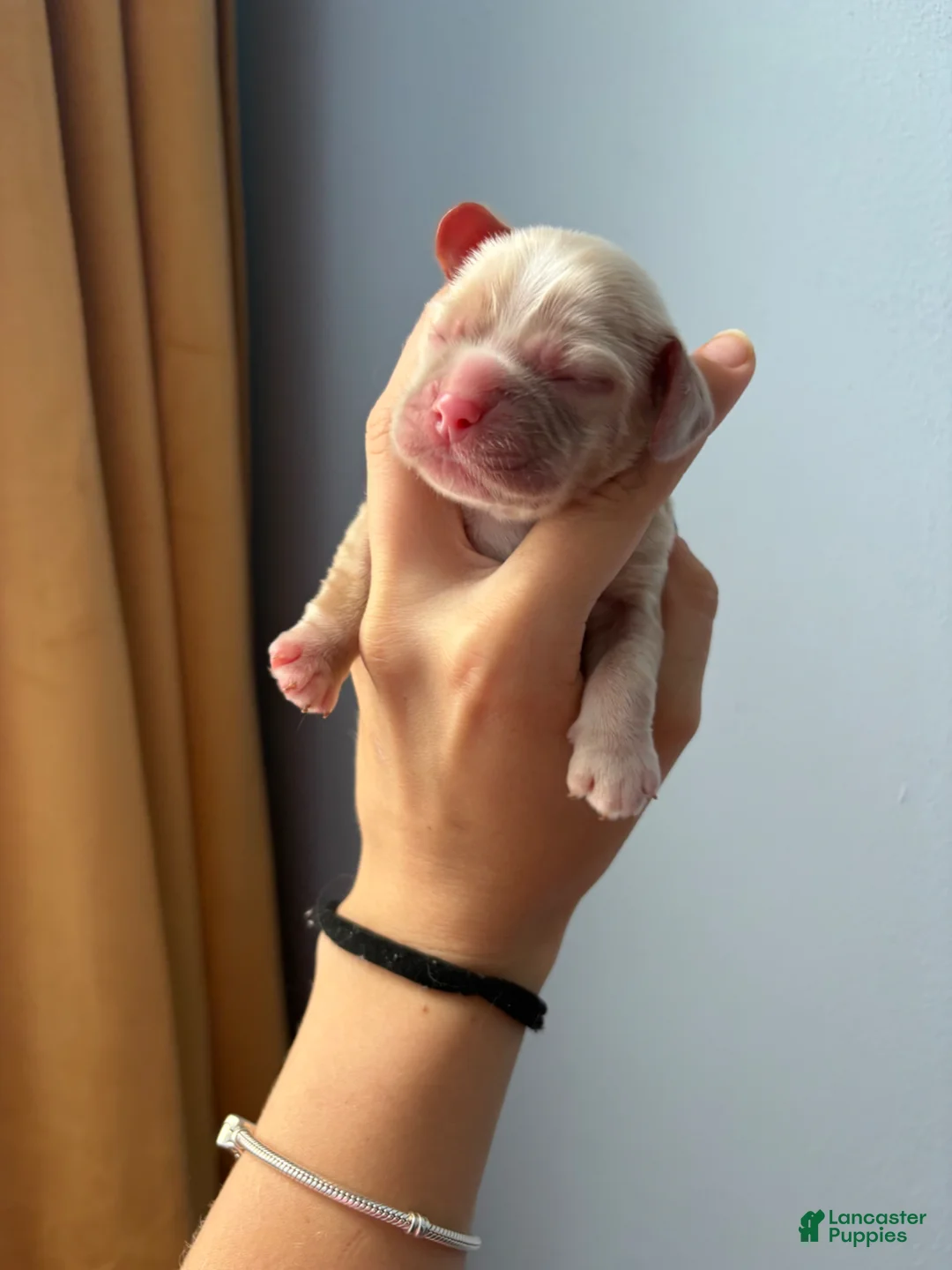 Cocker Spaniel dogs for sale: Maple - Ad 2