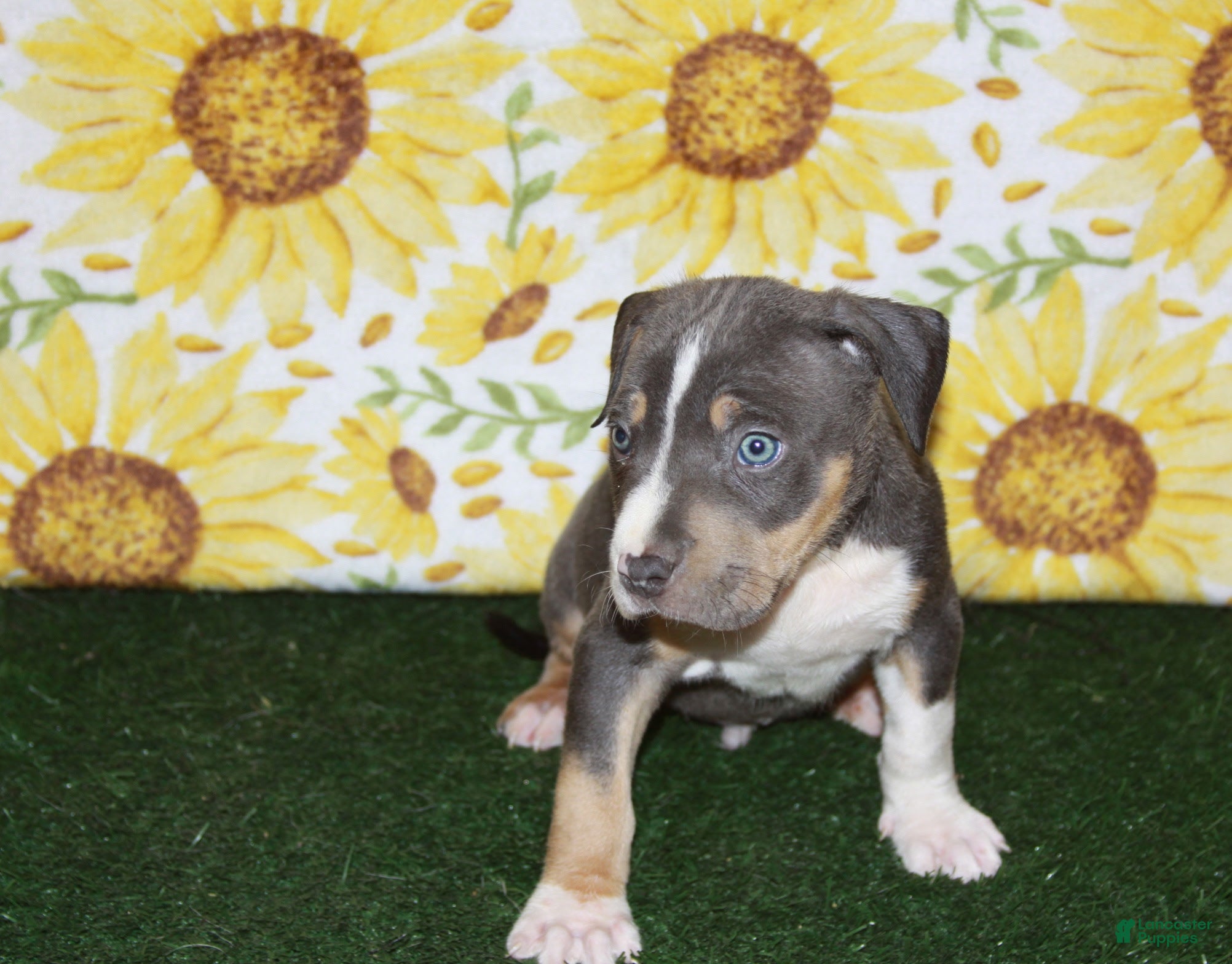 American Bully dogs XL American Bully 1 - Ad 41