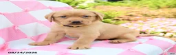 Labrador Retriever dogs for sale: Gideon - Ad 2