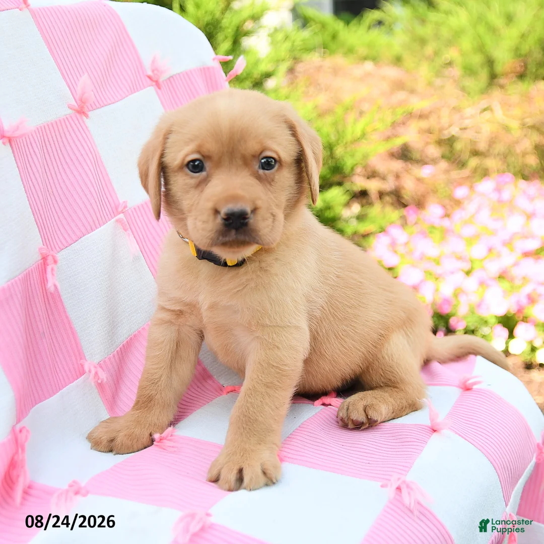 Labrador Retriever dogs for sale: Gideon - Ad 2