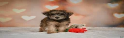 Yorkiepoo dogs for sale: Buttercup - Ad 5