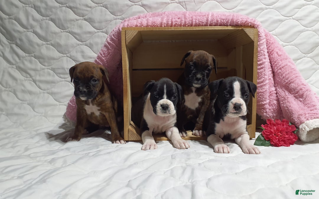 Boxer dogs for sale: Lucy  - Ad 4