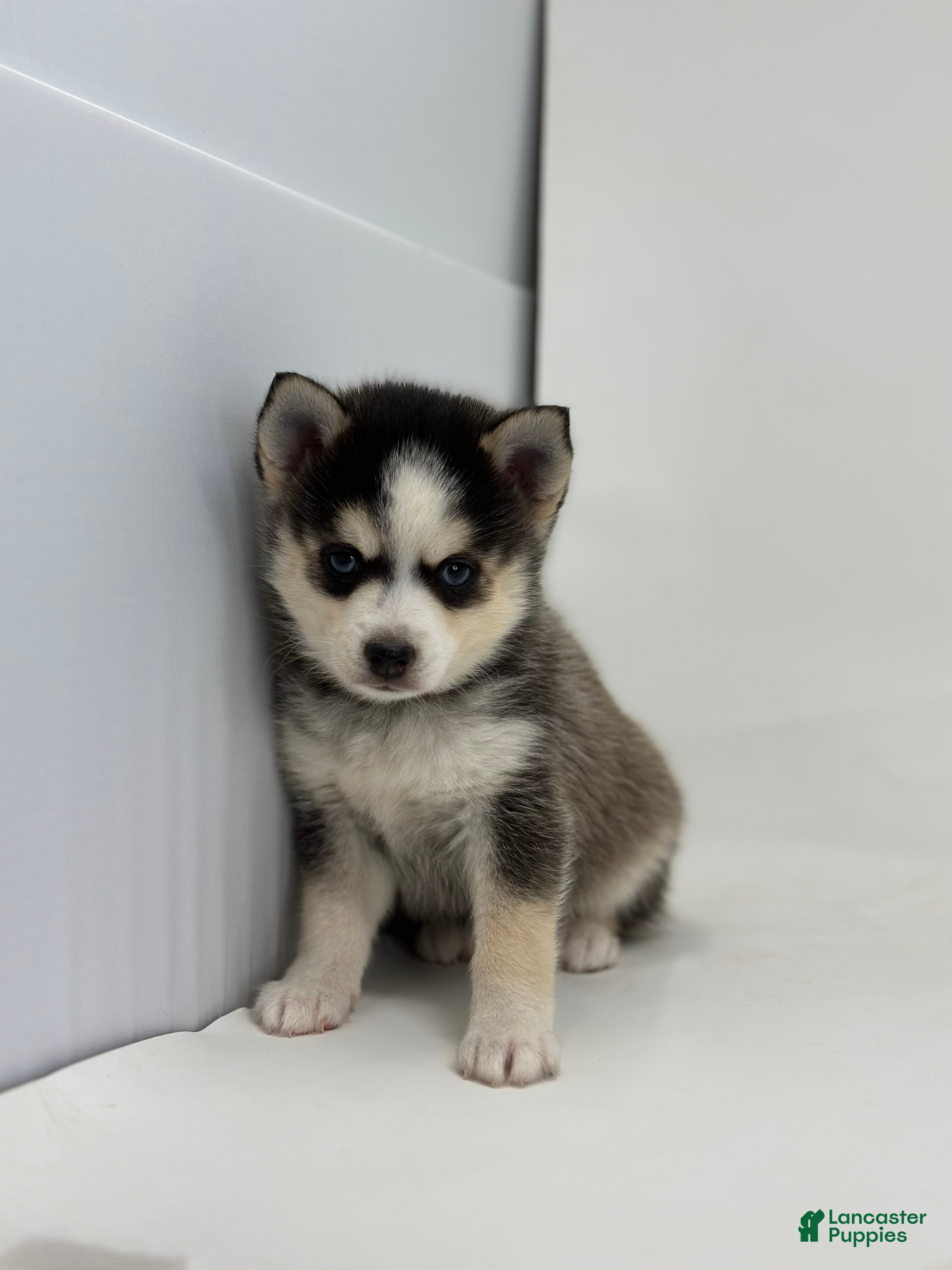 Pomsky dogs Brian - Ad 2