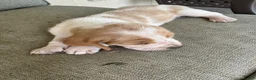 Basset Hound dogs for sale: Basset Hound 5 - Ad 2
