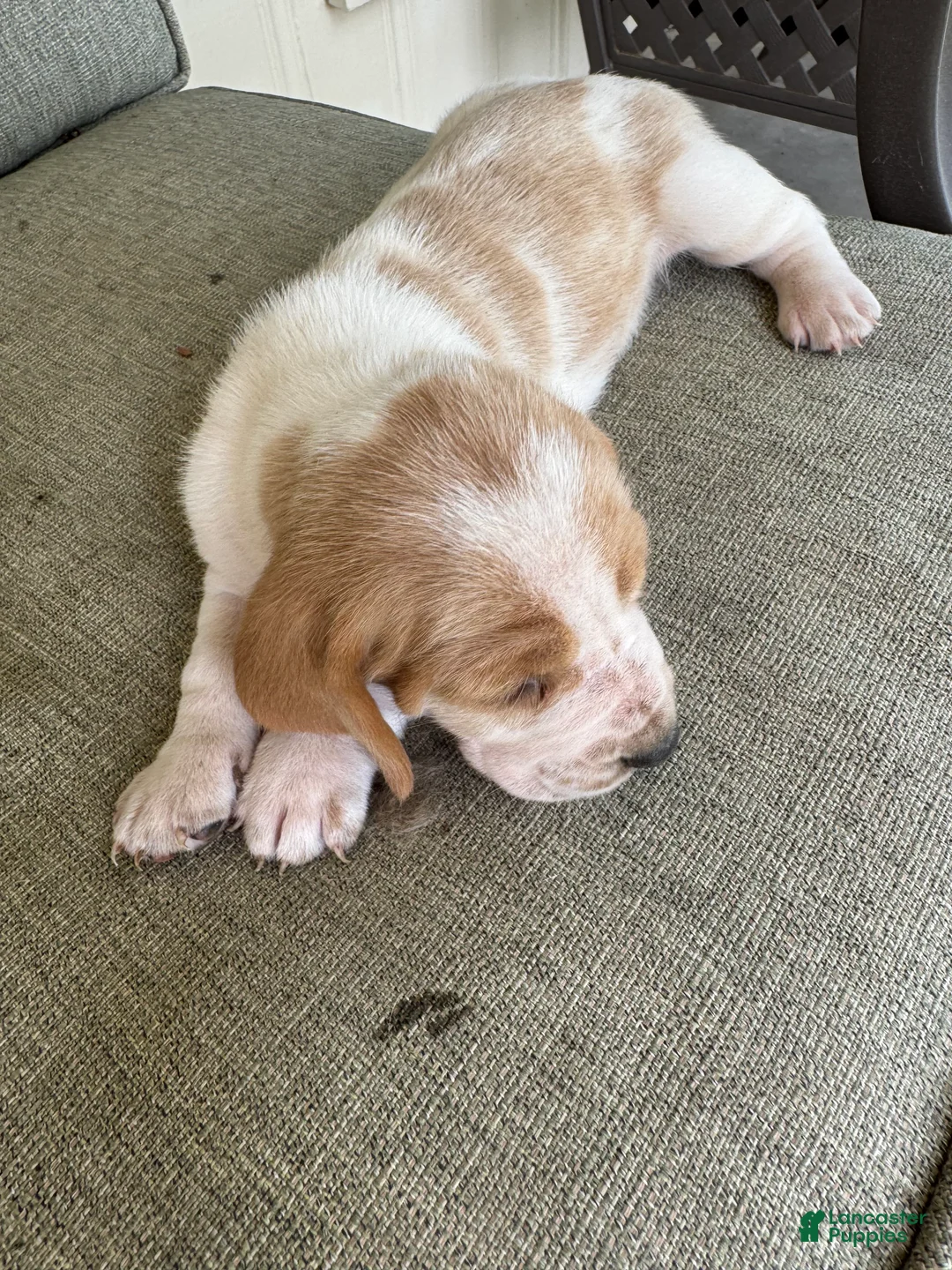 Basset Hound dogs for sale: Basset Hound 5 - Ad 2