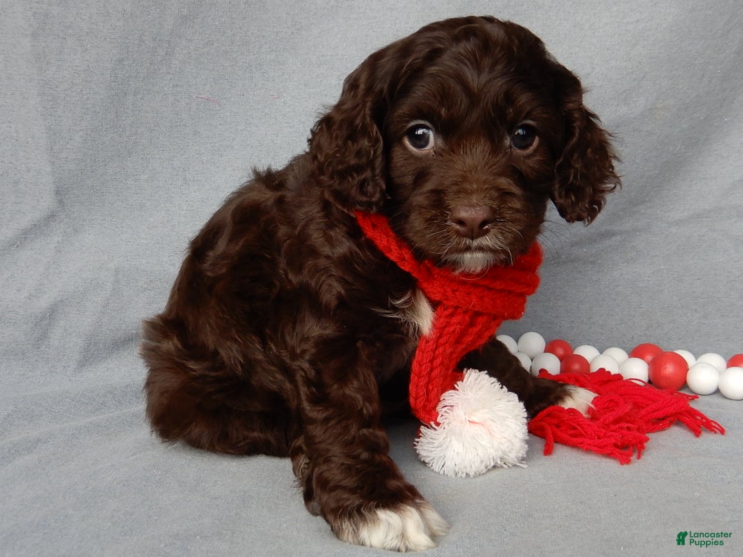 Cockapoo dogs for sale: Lucky - Ad 3