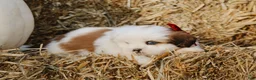 Lhasa Apso dogs for sale: Harley - Ad 3