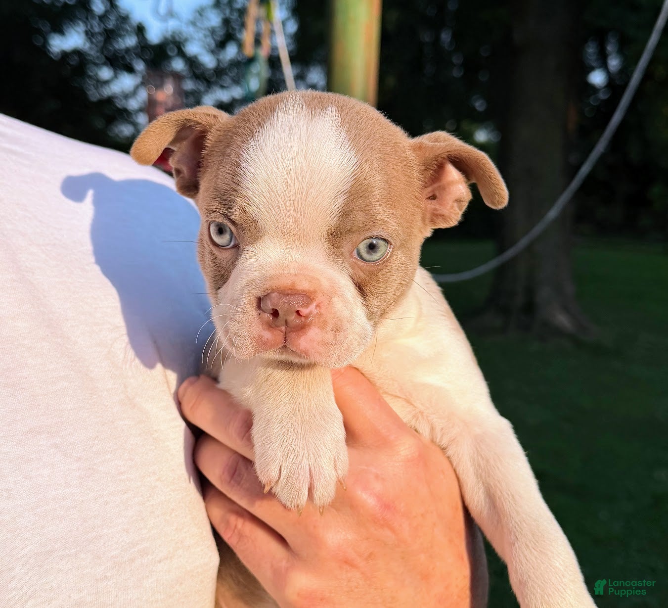 Boston Terrier dogs AKC Lilac Jere - Ad 1