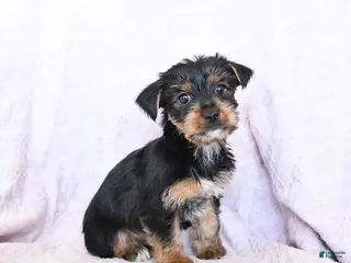 Yorkshire Terrier dogs Oliver - Ad 37
