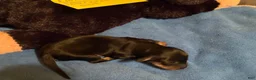 Miniature Dachshund dogs for sale: Florin - Ad 6